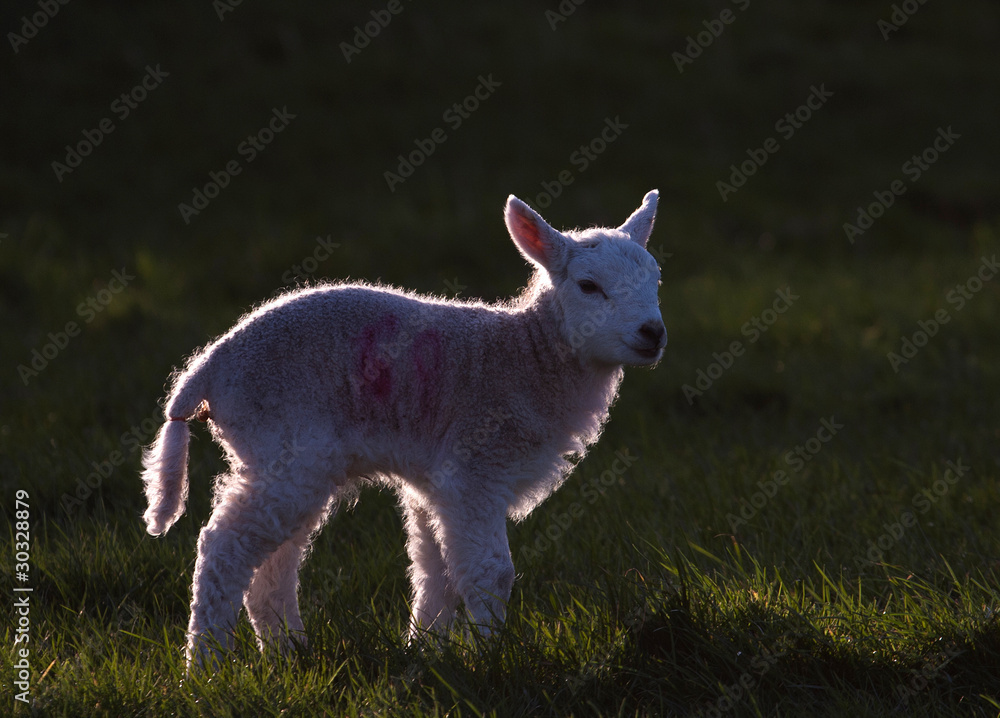 Young spring lambs