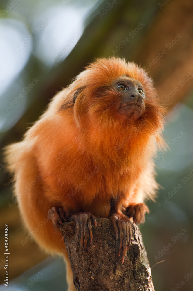 golden lion tamarin golden lion tamarin