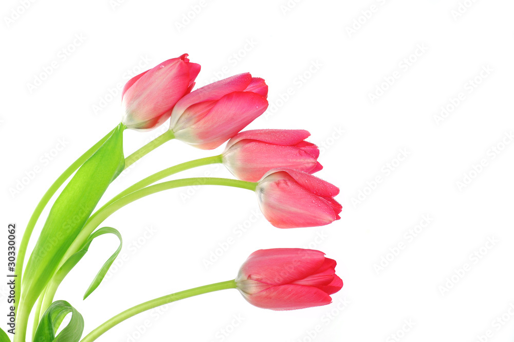 red tulips red tulips