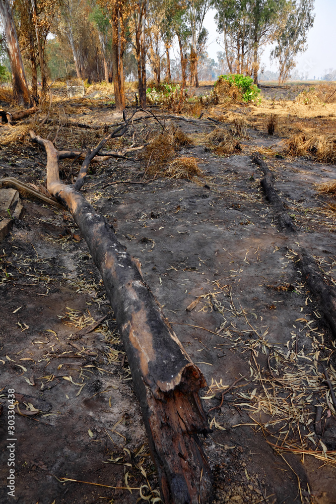 forest after fire forest after fire