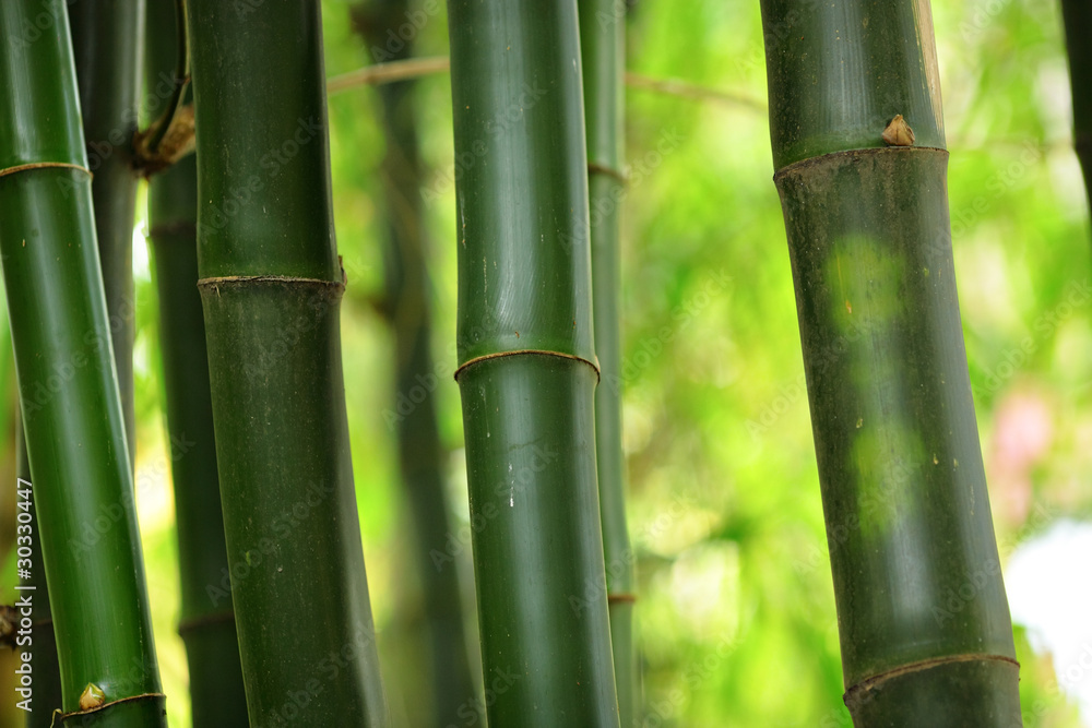 bamboo bamboo