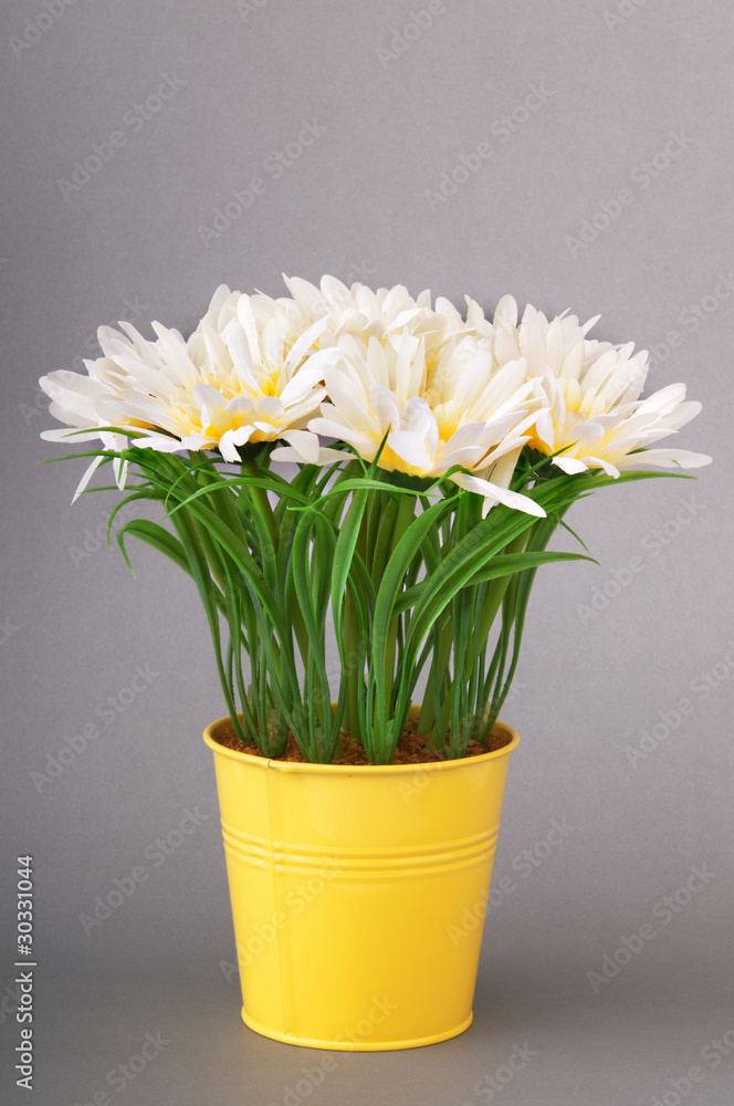 White gerberas in the pot