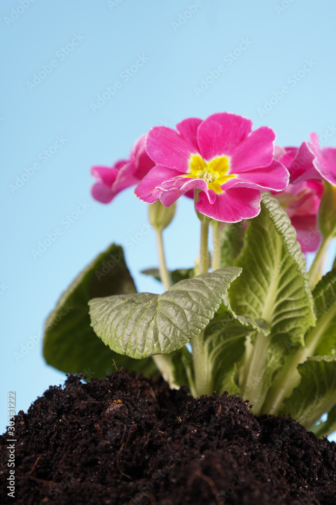 Flower in the ground!