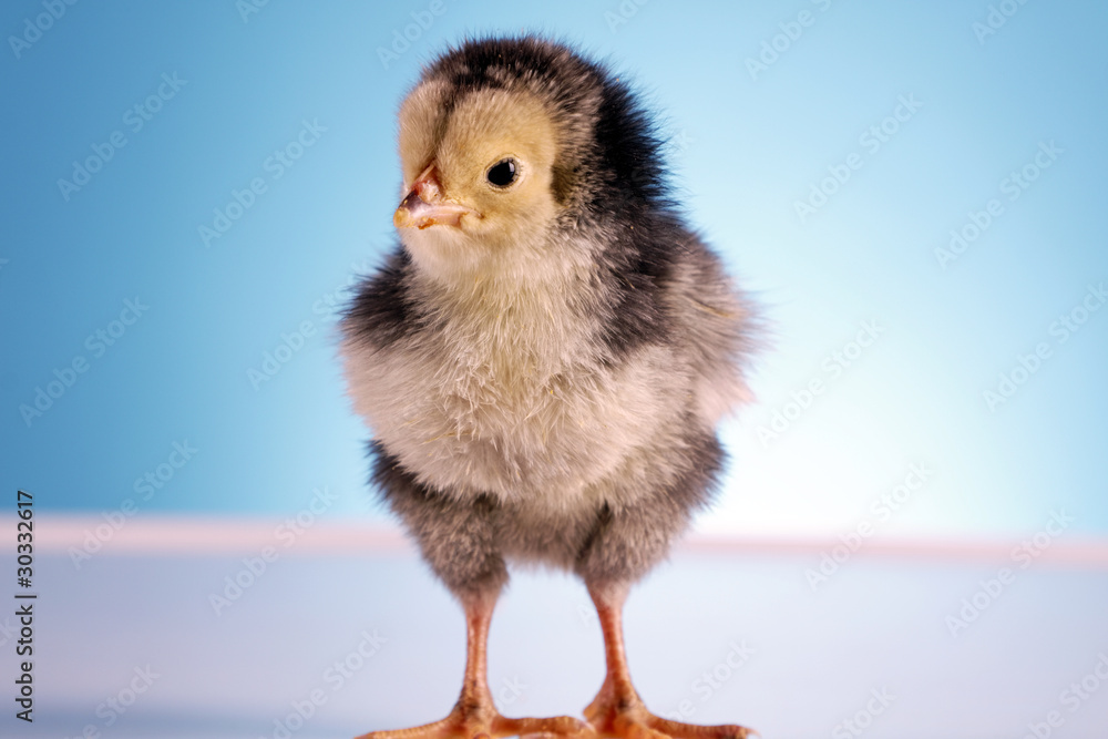 Easter Chicken Easter Chicken