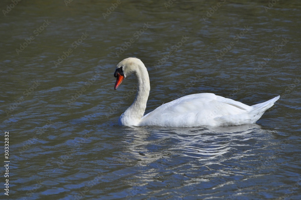 Cygne