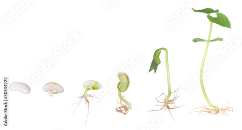 Bean Plant Growing Isolated