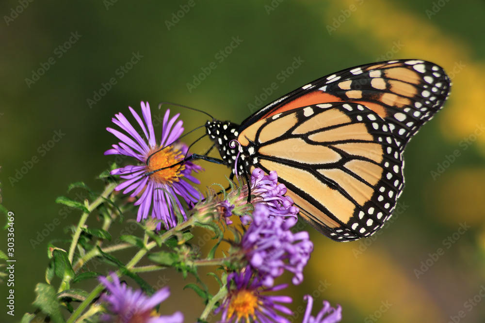 Obraz premium Monarch Butterfly On Alpine Aster