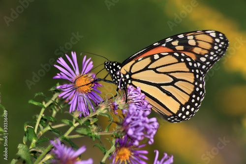 Monarch Butterfly On Alpine Aster