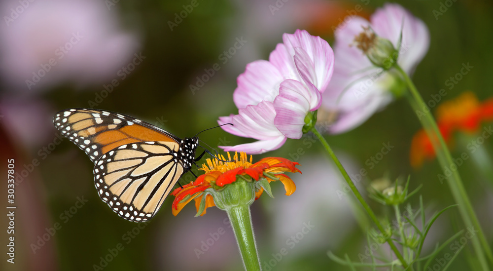 Naklejka premium Monarch Butterfly On Pink Flowers