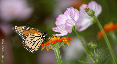 Monarch Butterfly On Pink Flowers © Doug Lemke