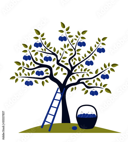 plum tree