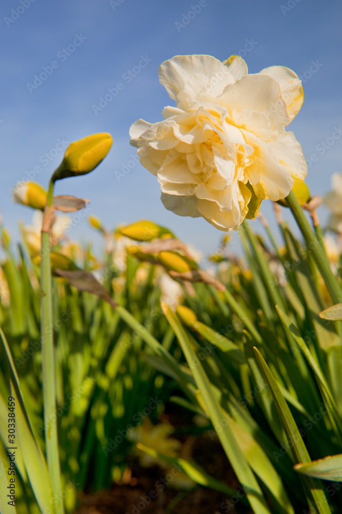 Double Daffodils