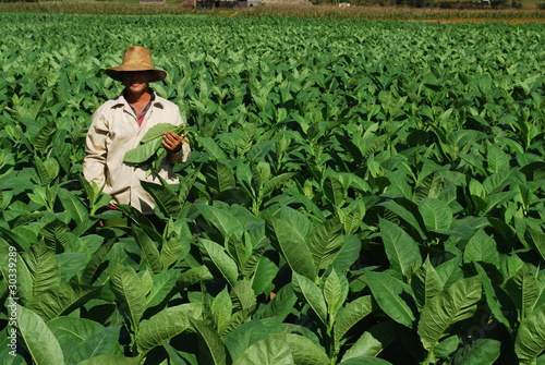 Cueilleur de tabac, Cuba photo
