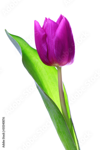 Fototapeta Naklejka Na Ścianę i Meble -  Lila Frühlings Tulpe