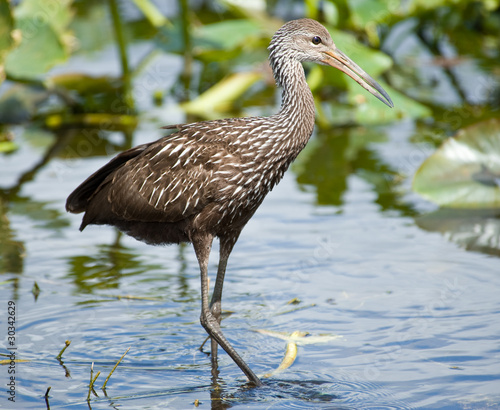 Limpkin