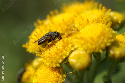 シオギク　キク　菊　昆虫　黄色い花