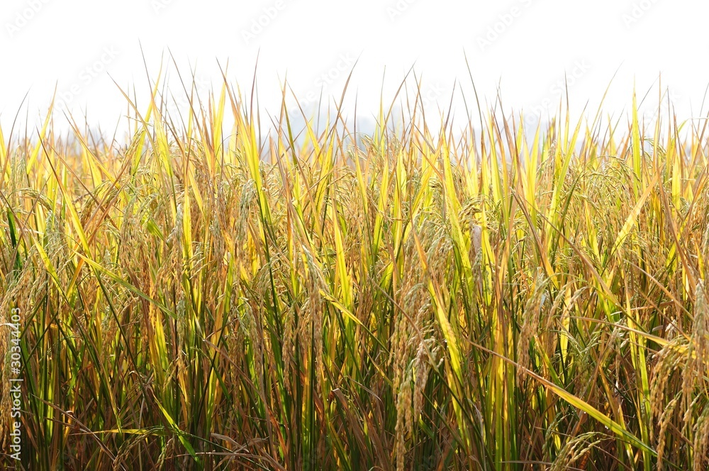 Fototapeta premium Paddy