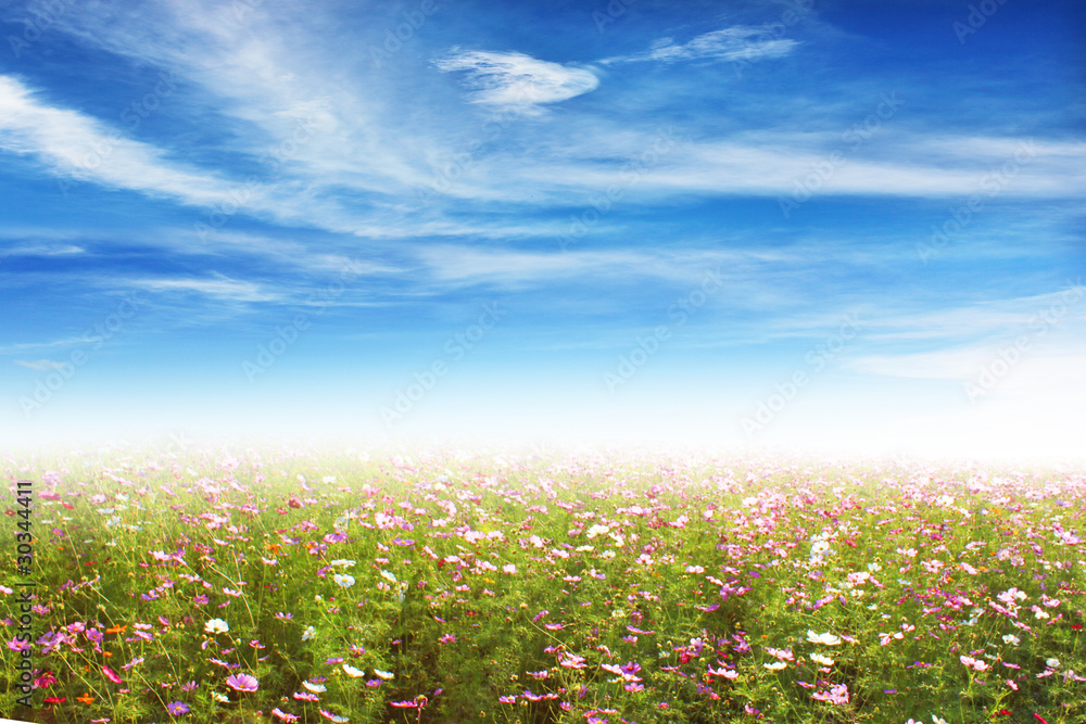 Fototapeta premium flower