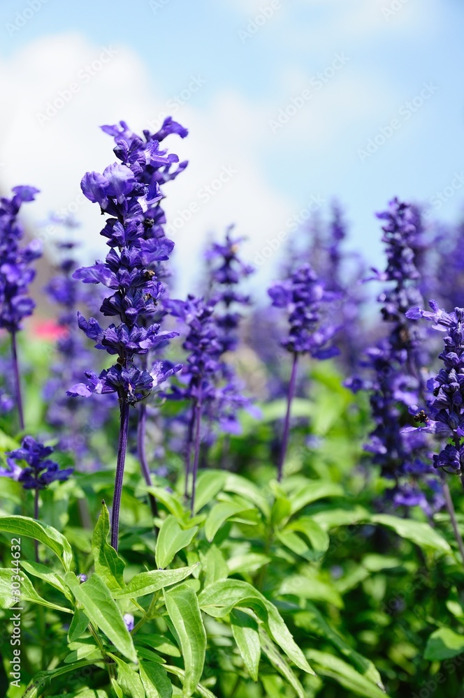 Obraz premium Purple flowers.