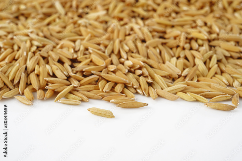 Obraz premium paddy on white background