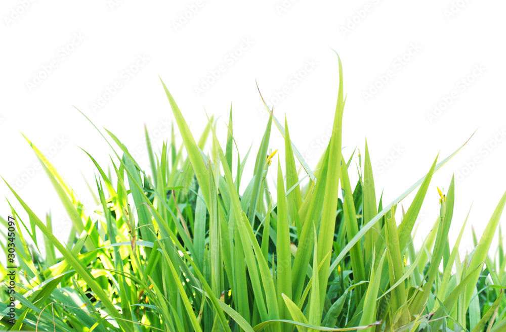 Fototapeta premium grass