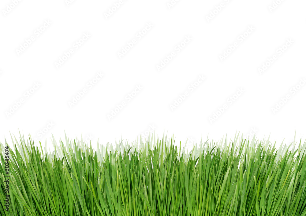 Fototapeta premium Zielona trawa na białym tle