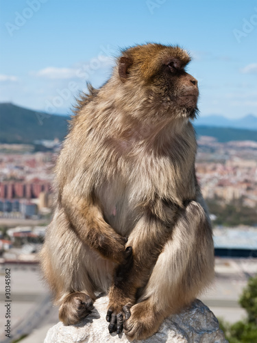Gibraltar Monkey on the Fence © Mac Sadowski