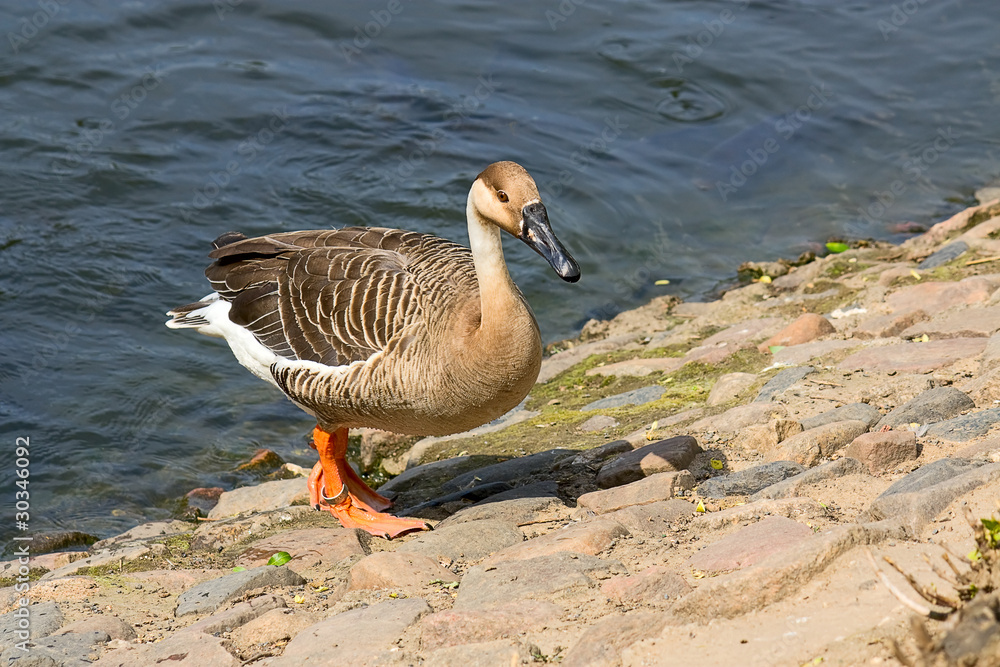 geese near water geese near water