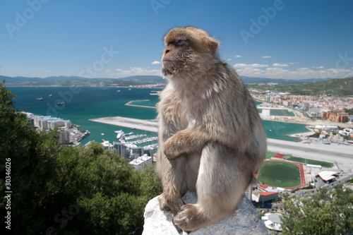 Gibraltar Monkey on the Fence © Mac Sadowski