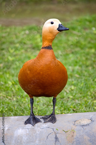 Ruddy Shelduck © Zhanna Prokopeva