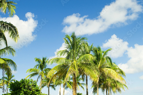 Palms trees on the beach during bright day