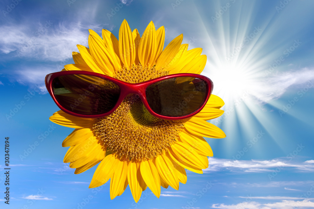 Tournesol avec des lunettes de soleil Stock Photo | Adobe Stock