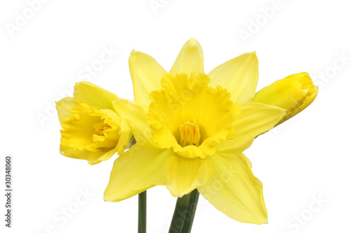 Daffodil flower and buds
