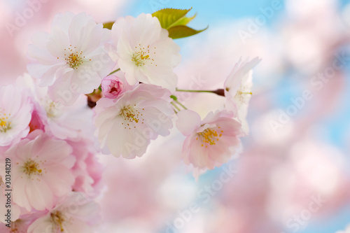 Branch of Japanese cherry with blossom