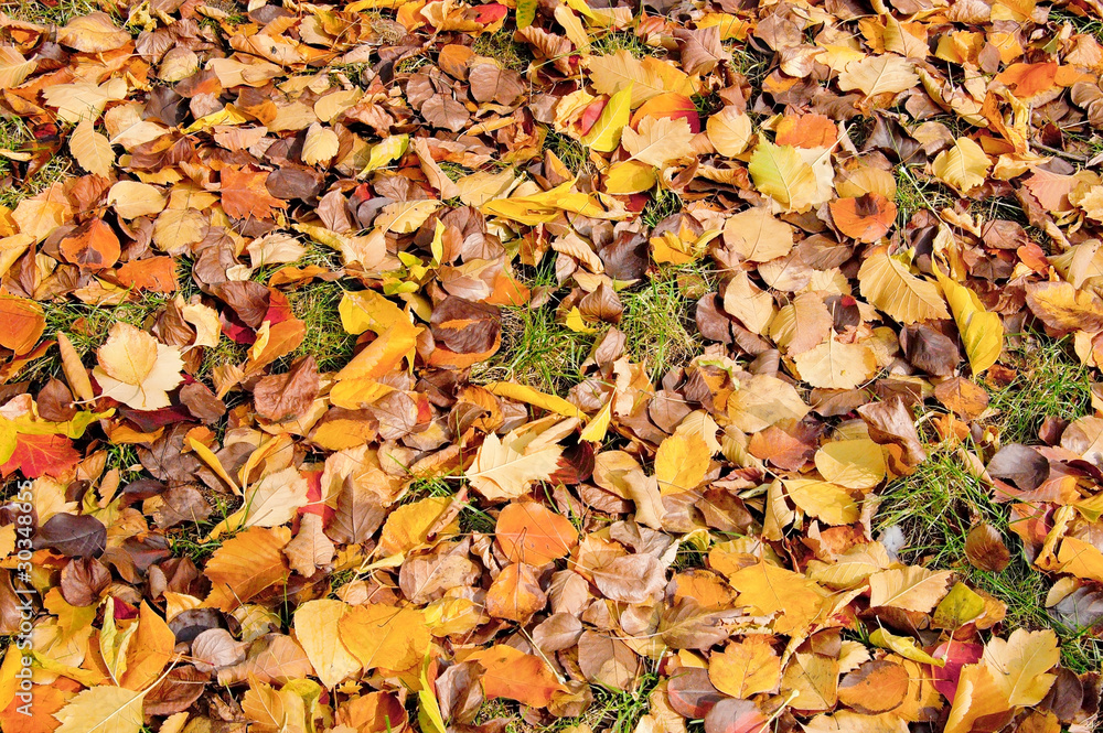 Autumn Leaves Autumn Leaves