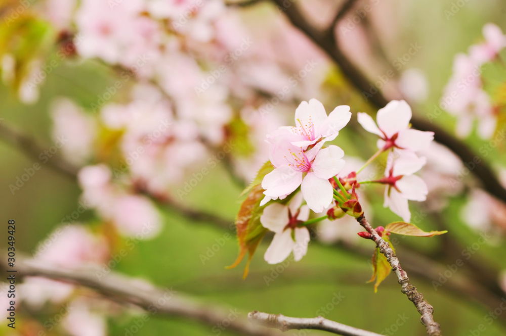 Spring sakura Spring sakura