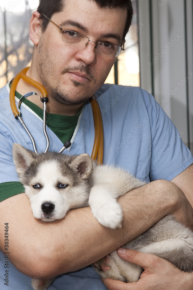 Fototapeta premium Husky puppy at vet