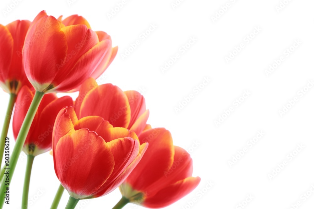 red tulips