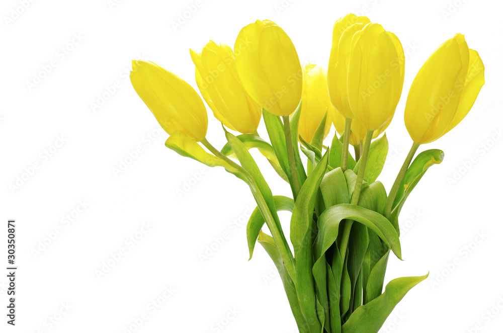 Obraz premium yellow tulips