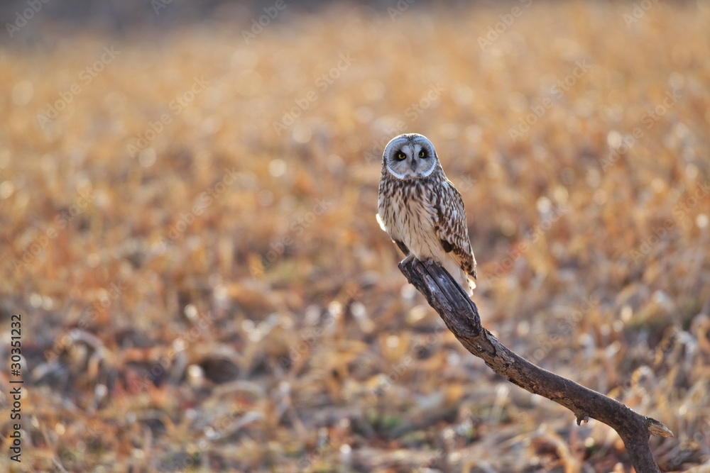Fototapeta premium コミミズク