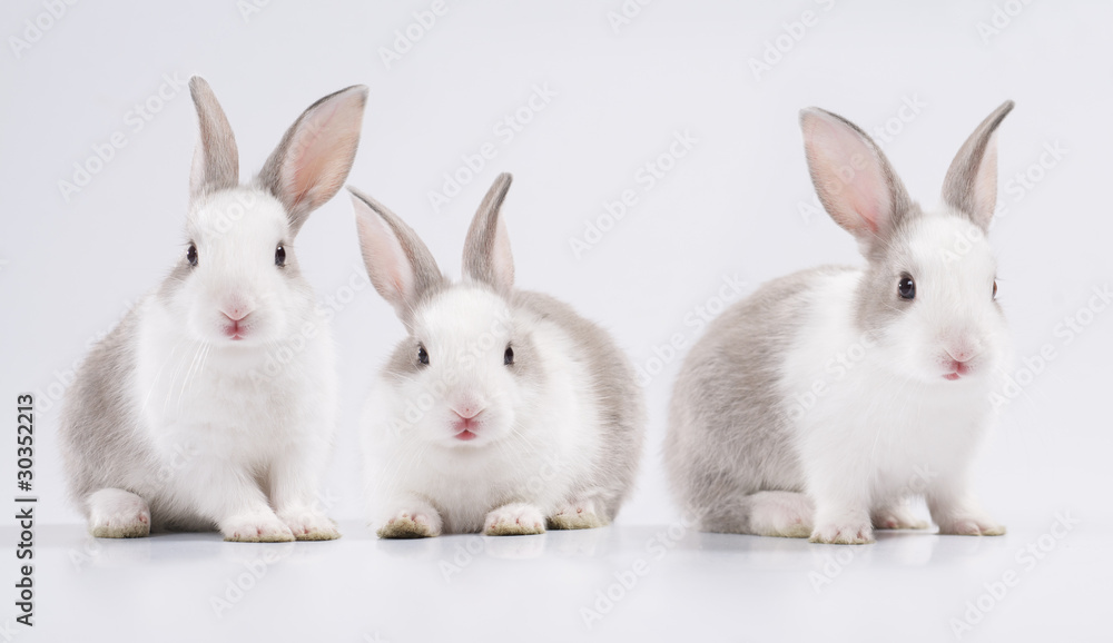 Fototapeta premium three young rabbit