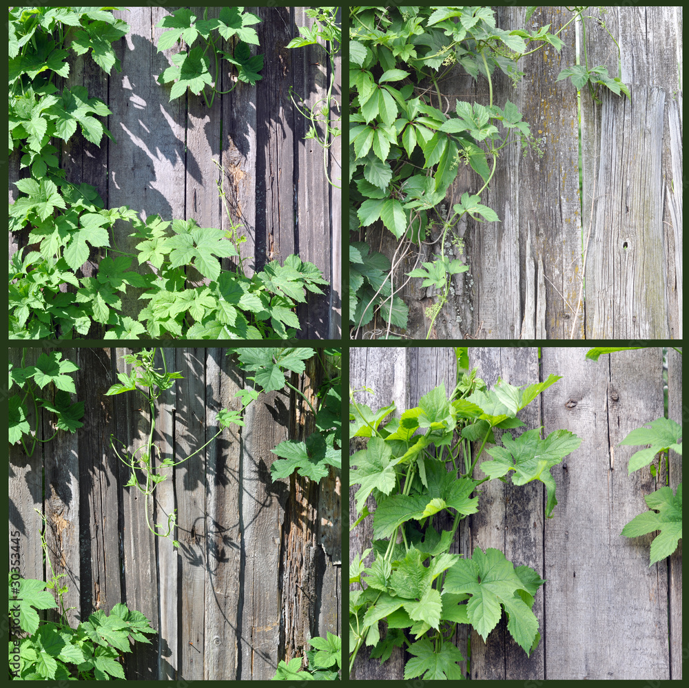 Fence and plant