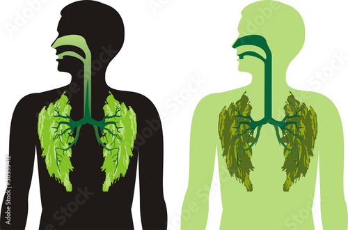 green lung lobes