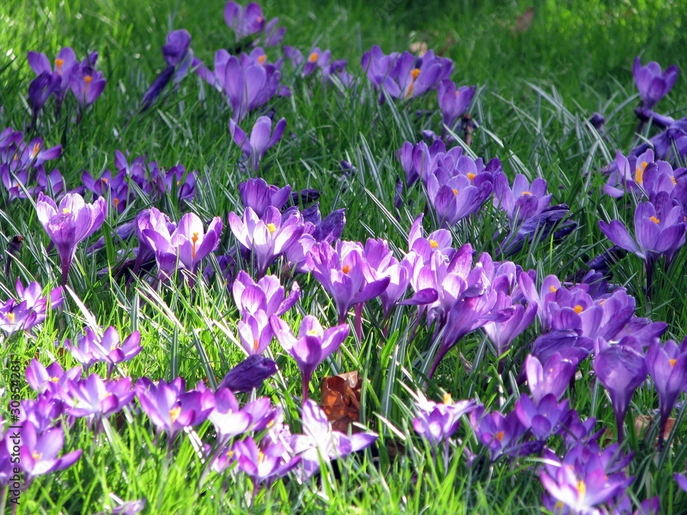 Obraz premium First spring flowers