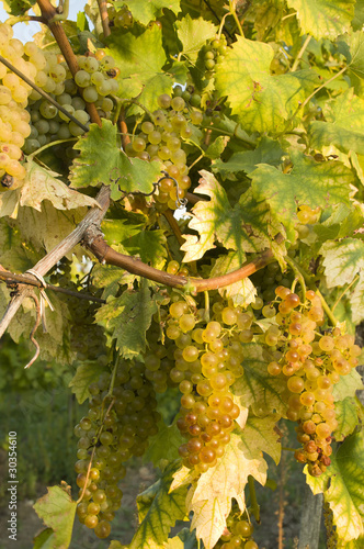 Vineyards in harvest time