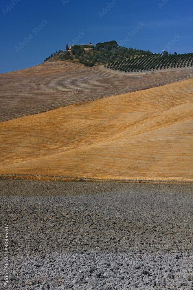 Naklejka premium Crete Senesi, Siena: landscape of hills with fields of grain.