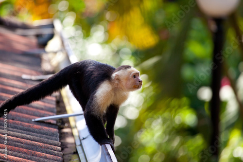 White faced capuchin monkey photo