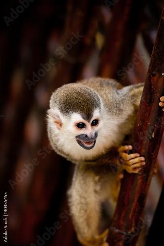 Canvas Print Squirrel monkey with mouth open