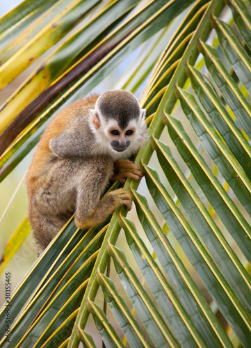Photography Squirrel monkey