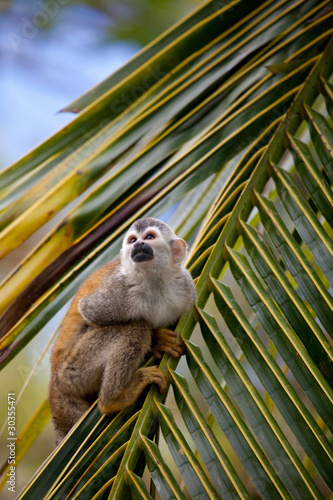 Photography Squirrel monkey